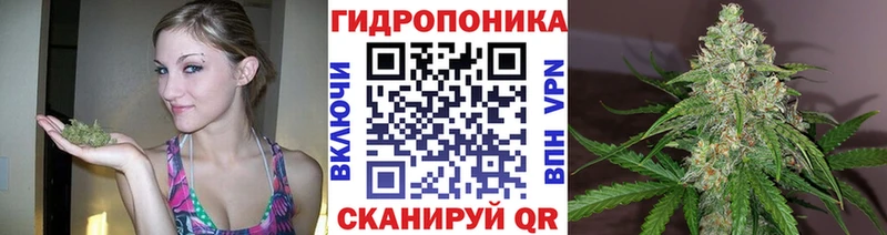 где продают   blacksprut tor  Бошки марихуана гибрид  Йошкар-Ола 